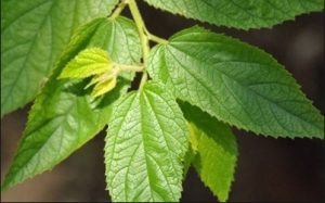 Ini Manfaat Daun Seri Untuk Kesehatan