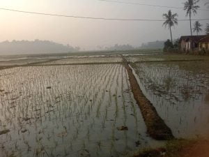 Petani Pardasuka Nekat Tanam Padi Sawah di Awal Musim Kemarau