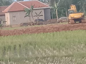 Pengerukan Lahan Sawah di Pardasuka Selatan Pringsewu Diduga Untuk Pemukiman