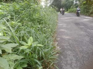 Rumput Liar Ganggu Pandangan Pengguna Jalan Di Jalan Lintas Barat Provinsi Lampung
