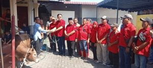 DPC PDI Perjuangan kota Medan Sembelih 5 Ekor Sapi di Hari Raya Idul Adha 1444 H
