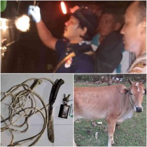 Polisi Bersama Masyarakat Kejar Pelaku Pencurian Ternak, Pelaku Tinggalkan BB Sapi Curian dan Mobil Pengangkut