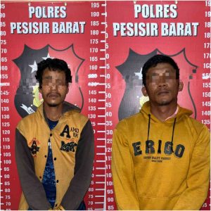 2 Pelaku Pencurian Ternak Sapi Akhirnya Menyerahkan Diri ke Polres Pesisir Barat