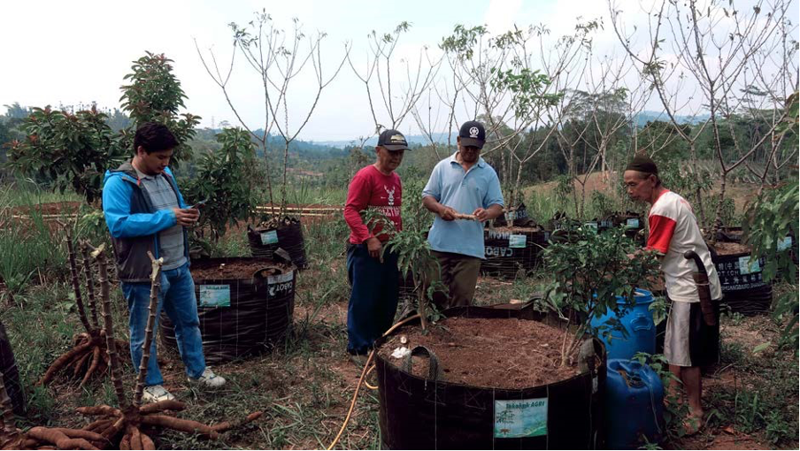 Penggunaan biochar untuk lahan pertanian