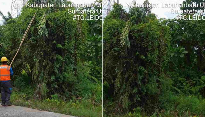 ULP PLN Kota Tanjungbalai Melakukan Pengamanan Listrik Selama Nataru