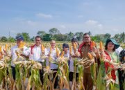 Panen 8 Ton Jagung Bersama Walikota Medan, Mentan: Ini Luar Biasa, Semoga Hentikan Impor