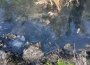 PMK Sumber Waras Diduga Buang Limbah Sembarangan, LSM Petisi : DLH Harus Turun