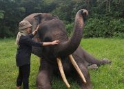 LindungiHutan Kembali Mengajak Brand dan Perusahaan Terlibat Program Rawat Bumi untuk Keberlanjutan Lingkungan