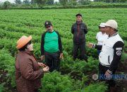 Hindari Gagal Pamen, Bupati Karo Sarankan Petani Wortel Gunakan Bibit Produksi Sendiri