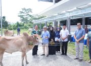 Bupati Pesisir Barat Serahkan 20 Ekor Sapi Qurban