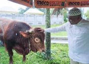 Prabowo Kurban Lembu 1 Ton di Mesjid Raya Medan