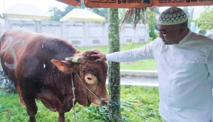 Prabowo Kurban Lembu 1 Ton di Mesjid Raya Medan