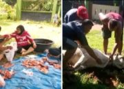 Hari Raya Idul Adha 1445 H, PWPM & Komunitas Kreatif Kota Medan Sembelih 2 Ekor Sapi