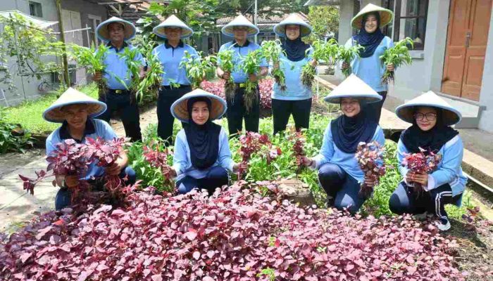 Lanud Husein Sastranegara Panen Sayuran dari Pemanfaatan Lahan Kosong Untuk Ketahanan Pangan
