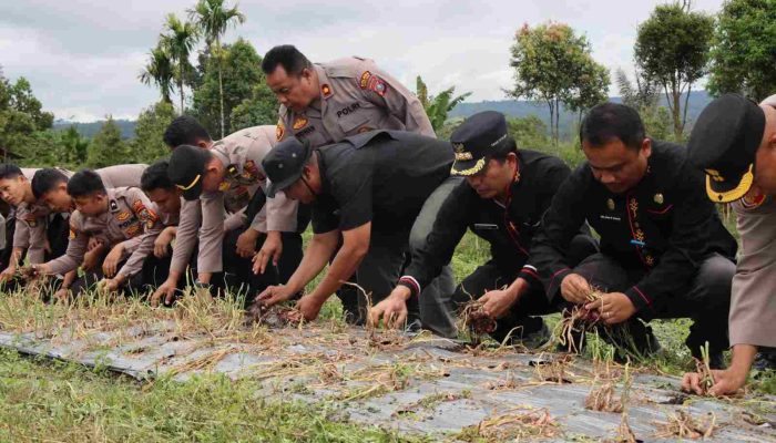 Dukung Ketahanan Pangan, Polres Pakpak Bharat, Pemkab Pakpak Bharat dan Kelompok Tani Panen Bawang