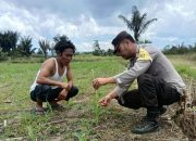 Dukung Ketapang, Polres Pakpak Bharat Melalui Bhabinkamtibmas Monitoring Perkembangan Tanaman Jagung