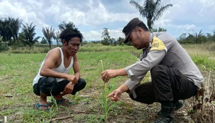 Dukung Ketapang, Polres Pakpak Bharat Melalui Bhabinkamtibmas Monitoring Perkembangan Tanaman Jagung