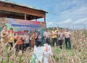 Sinergitas Polsek Sukaramai Dan Kecamatan Siempat Rube Panen Perdana Bersama Progam Ketahanan Pangan Tahun 2025