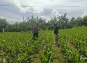 Bhabinkamtibmas Polsek Salak Monitoring Dan Koordinasi Dengan Petani Dalam Mendukung Program Ketahanan Pangan.