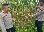 Kapolsek Salak Bersama Personil Lakukan Pengecekan Lahan Ketapang Pangan Polsek Salak