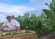 RH PTPN 1 Regional 1 Panen Perdana Tembakau, Optimis Tembakau Deli Kembali Bangkit