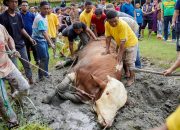 Penyembelihan Sapi Kurban Presiden Prabowo Dilaksanakan di Masjd Raya Al Osmani