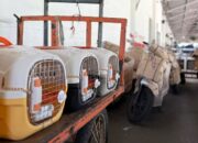 KAI Logistik Catat Pengiriman Lebih Dari 116 Ribu Hewan Peliharaan Hingga Triwulan III Tahun 2025