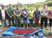 Pemerintah Desa Hililaora Nias Selatan Laksanakan Panen Perdana Cabai Ketahanan Pangan Bersama Camat Siduaori, Danramil dan Polsek Lahusa