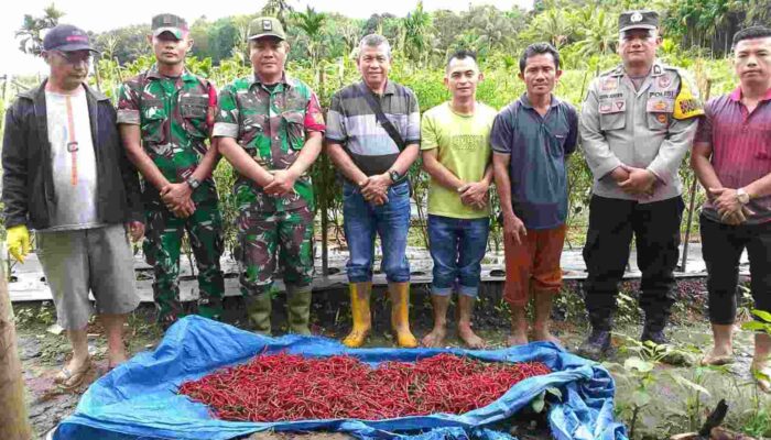 Pemerintah Desa Hililaora Nias Selatan Laksanakan Panen Perdana Cabai Ketahanan Pangan Bersama Camat Siduaori, Danramil dan Polsek Lahusa