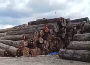 Pemerintah Pusat dan Daerah Tidak Boleh Lepas Tangan terhadap Pembiaran Aktivitas 2 Perusahaan Pengelola Kayu di Kepulauan Batu