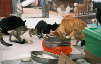 5 Kelebihan Adopsi Kucing Dari Shelter