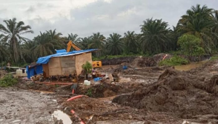 Skandal Aktivitas PETI di PT PSU di Kebun Madina Terkesan Terorganisir