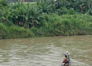 ​Menerjang Arus Demi Cahaya, Aksi Heroik PLN ULP Muara Enim Pulihkan Jaringan SUTM di Sungai Tanjung Enim
