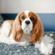 Kenapa Cavalier King Charles Spaniel Jadi Salah Satu Doggy Favorit Pecinta Hewan