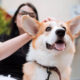 10 Ras Anjing Menggemaskan yang Ramah dan Mudah Dirawat di Rumah