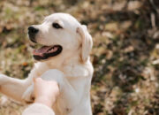 Dog Training Tips di Rumah Agar Anjing Pintar