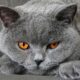 Ras Kucing Abu Abu Populer yang Cocok Dipelihara di Rumah