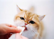 Vitamin Kucing untuk Menjaga Kesehatan Kulit dan Bulu