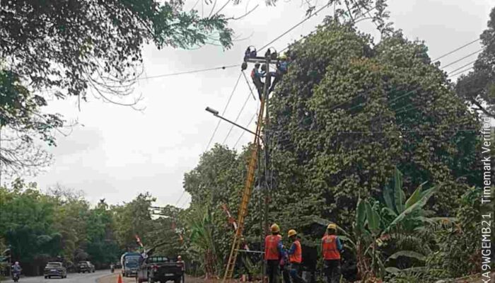 PLN ULP Muara Enim dan PLN ULP Pagaralam Gelar Kolaborasi Pemeliharaan Jaringan Tegangan Menengah