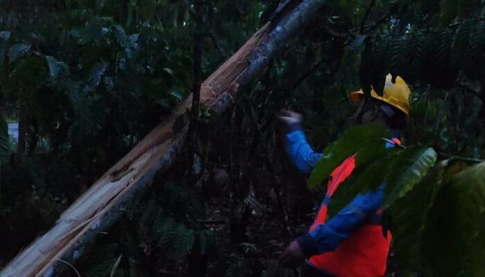 PLN ULP Lembayung Berjibaku Pulihkan Kondisi Kelistrikan Pelanggan