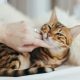 Kandungan Obat Jamur Kucing yang Penting Diperhatikan