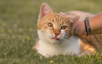 Kenali Jenis Virus Kucing dan Cara Mencegah Penularannya