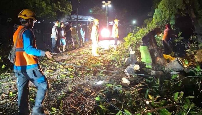 PLN ULP Lembayung Lakukan Pemulihan Gangguan Listrik Akibat Pohon Tumbang di Beberapa Titik Wilayah di Kabupaten Lahat
