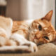 Ringworm pada Kucing, Penyebab Gejala dan Cara Mengatasinya